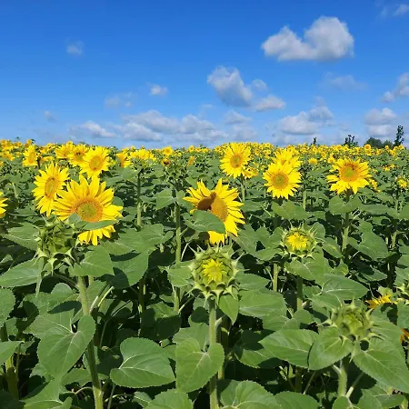 Sielski Spokoj * Gietrzwałd